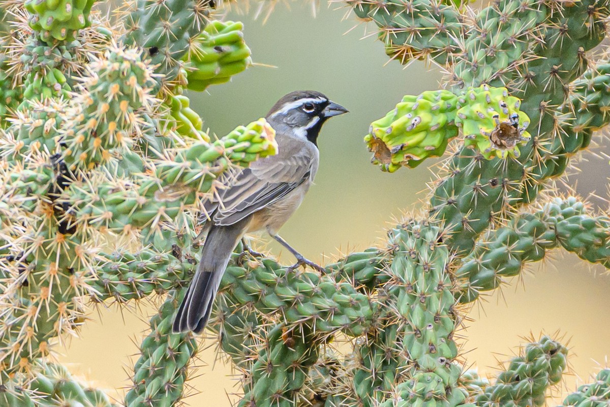 Black-throated Sparrow - ML643378413