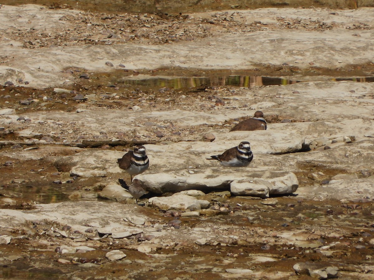 Killdeer - ML643378424
