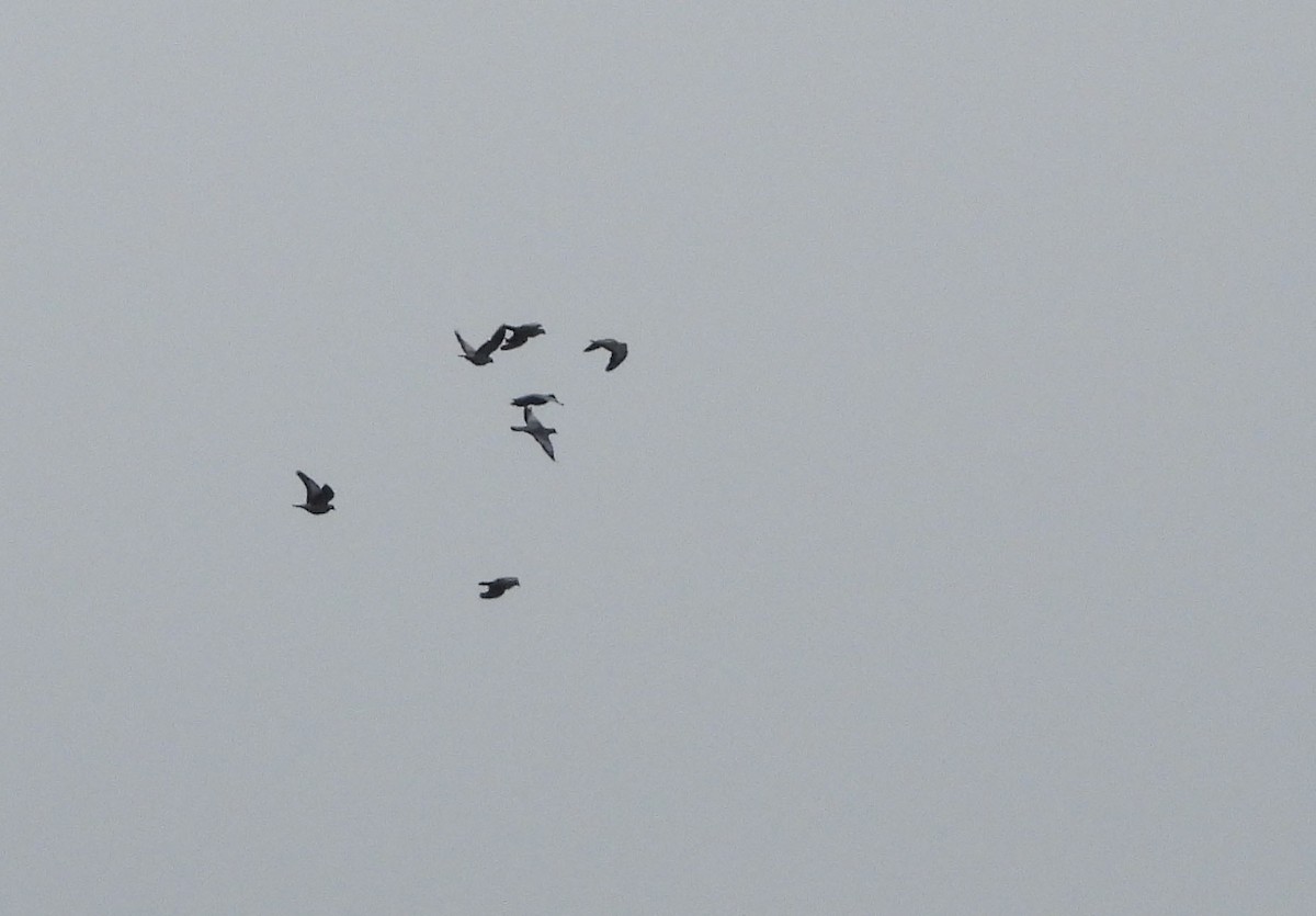 Stock Dove - ML643378431