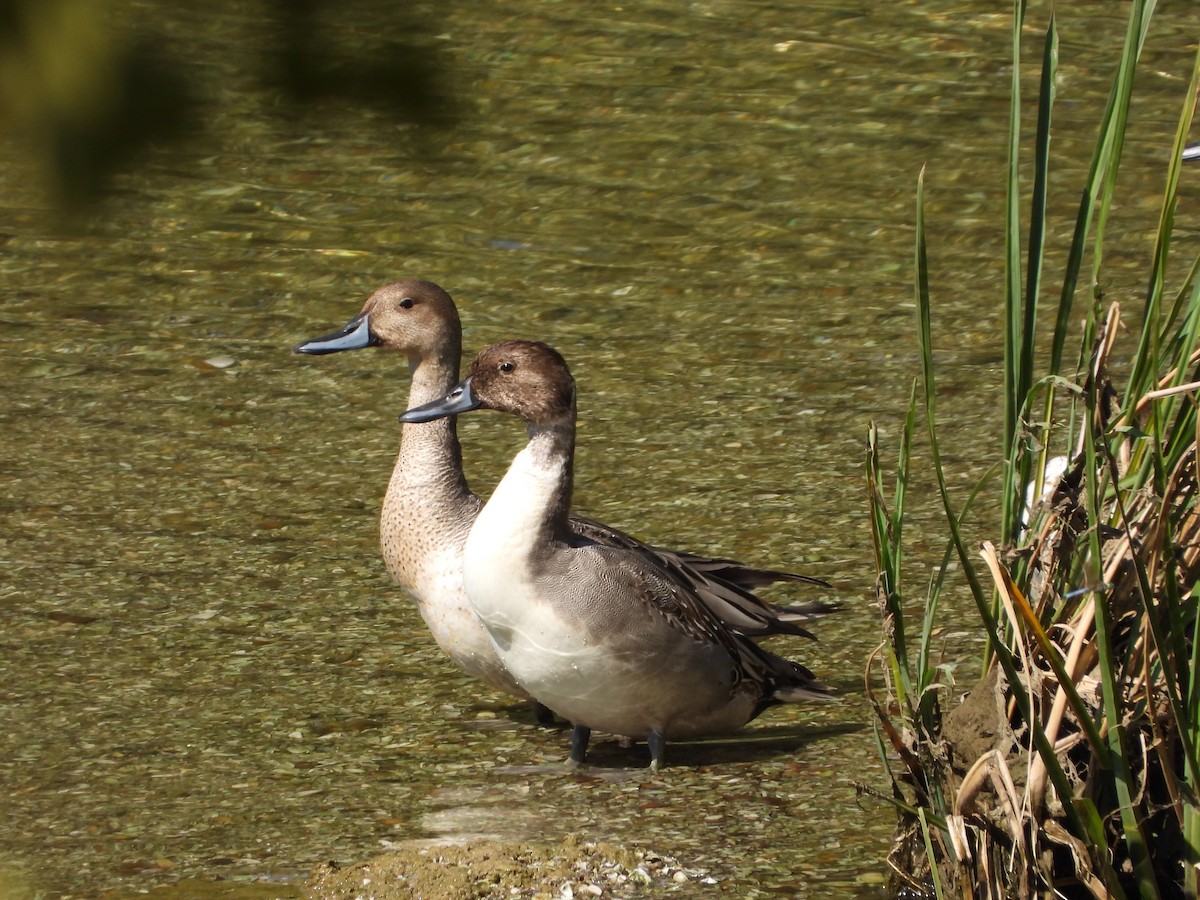 Northern Pintail - ML643378439