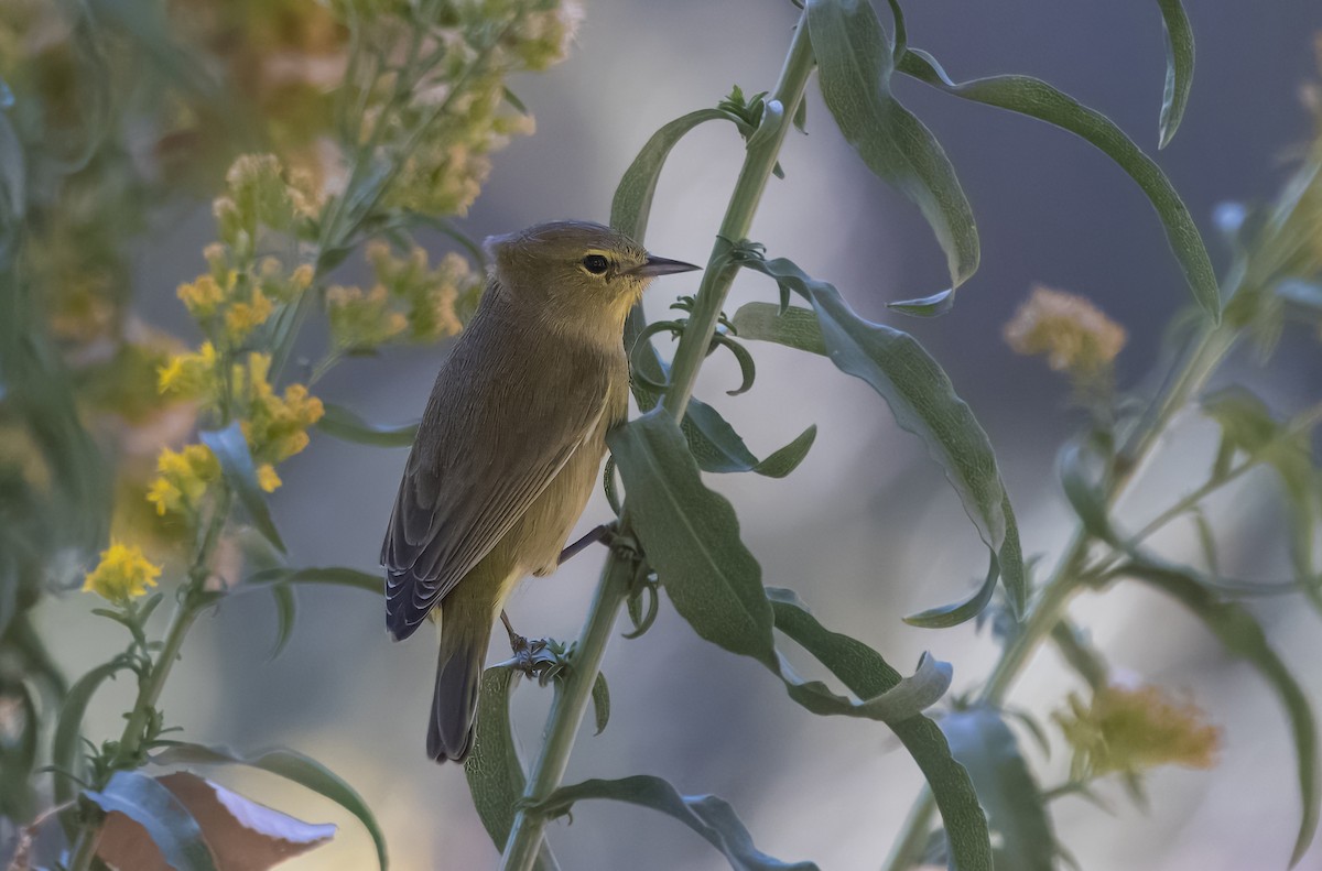 Orange-crowned Warbler - ML643378443