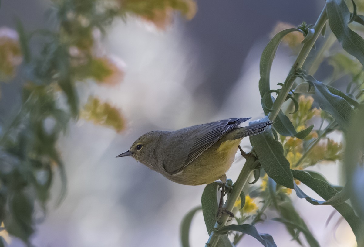 Orange-crowned Warbler - ML643378461