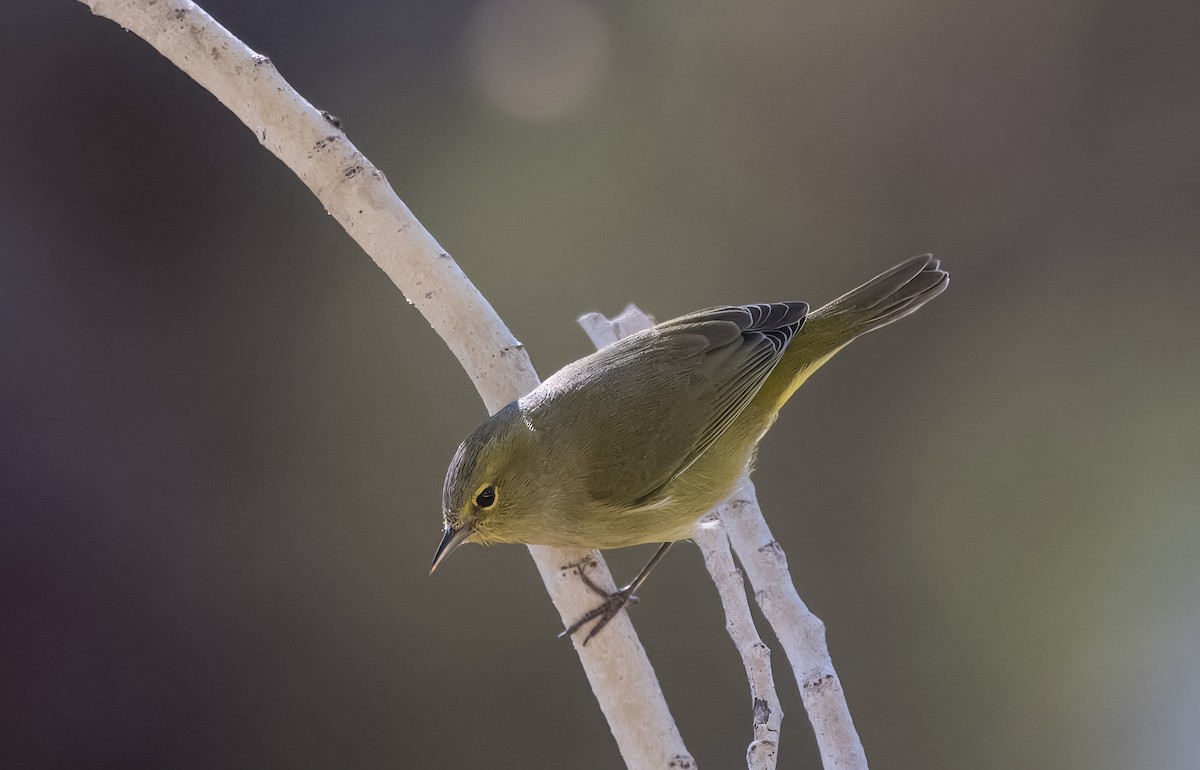 Orange-crowned Warbler - ML643378467