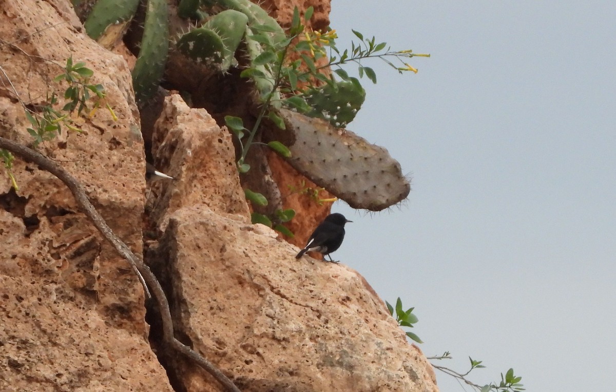 Black Wheatear - ML643378470