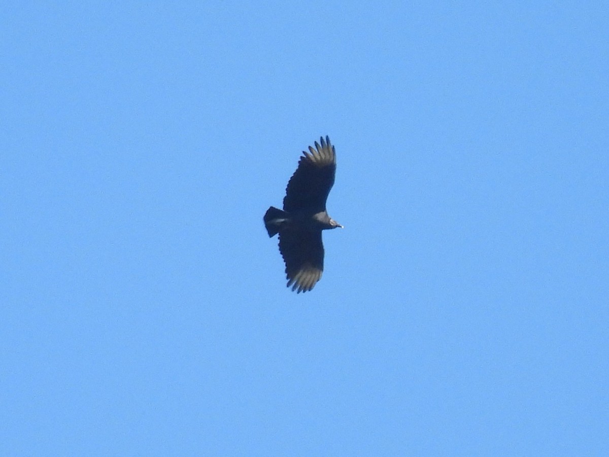 Black Vulture - ML643378484