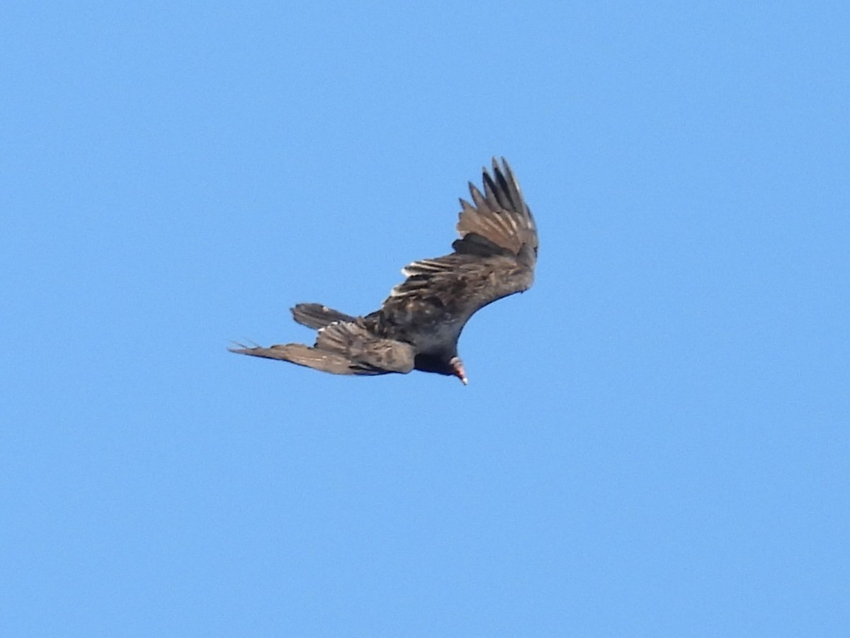 Turkey Vulture - ML643378490
