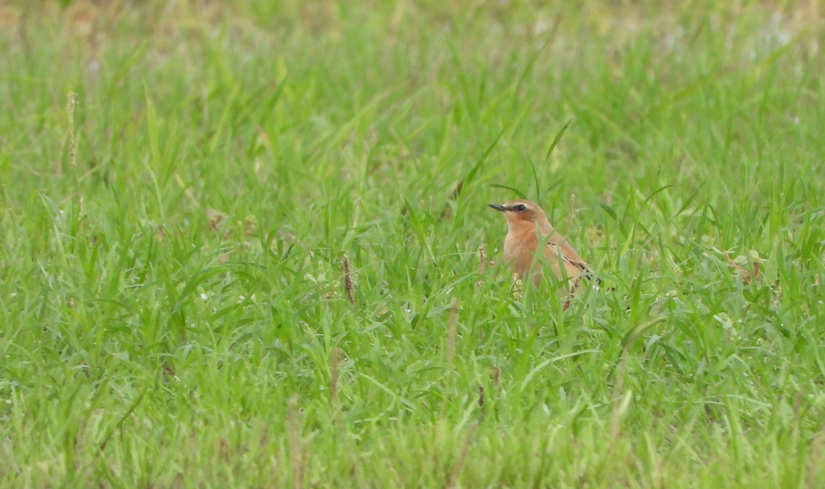 Northern Wheatear - ML643378491