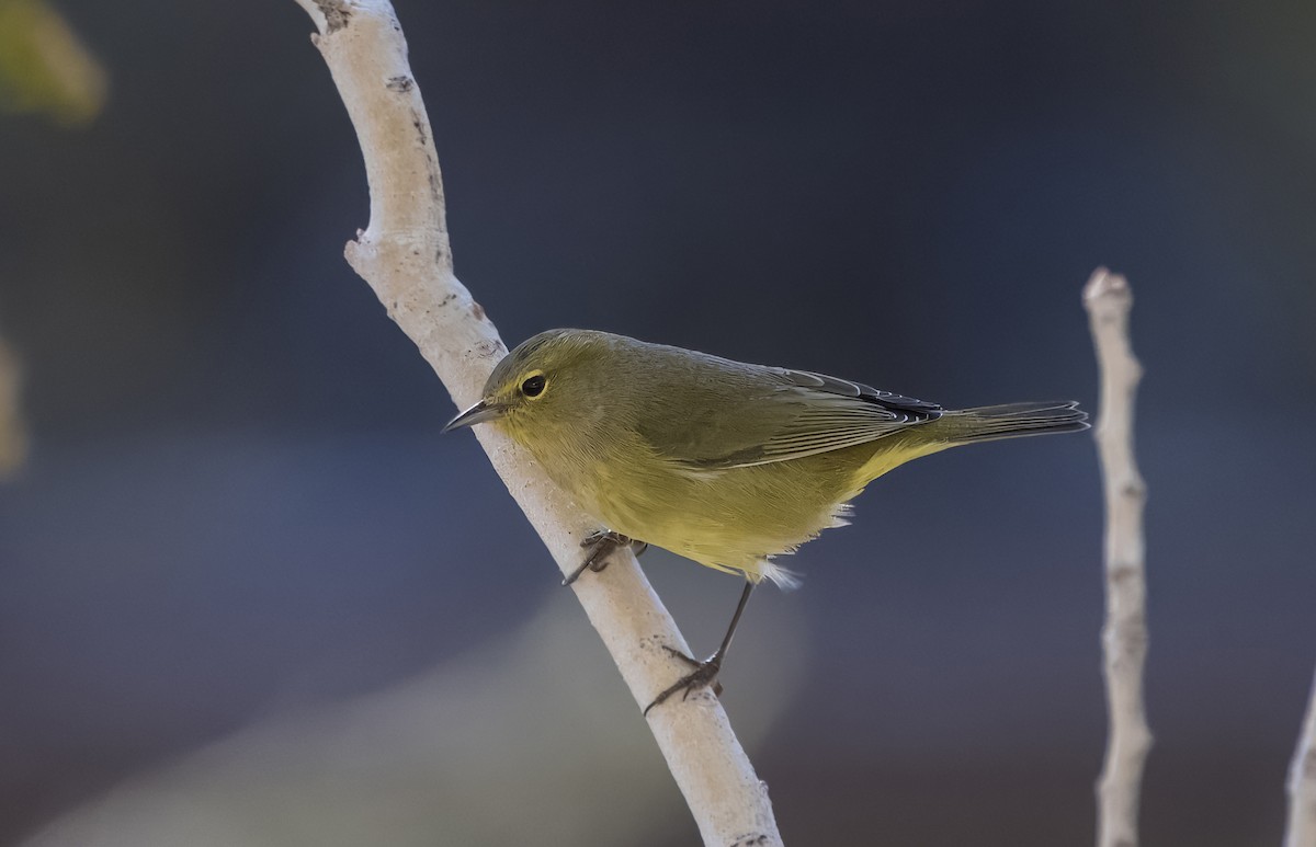 Orange-crowned Warbler - ML643378515