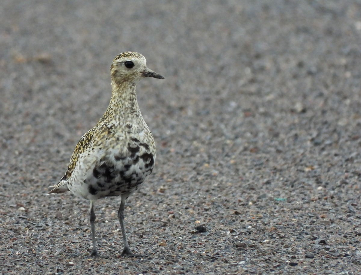 European Golden-Plover - ML643378524