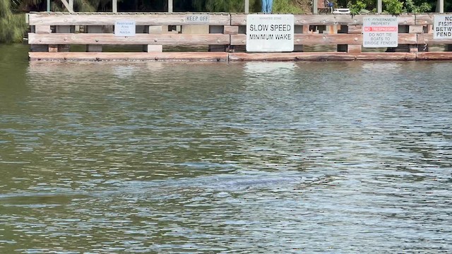 West Indian Manatee - ML643378551