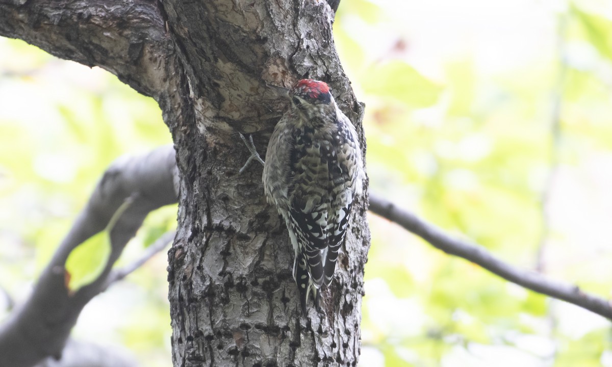 Yellow-bellied Sapsucker - ML643378584