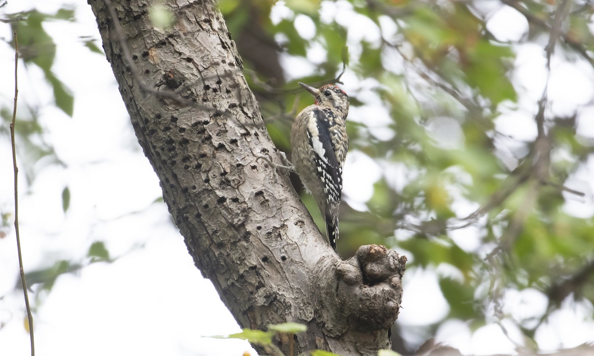 Yellow-bellied Sapsucker - ML643378585
