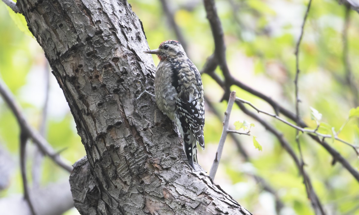 Yellow-bellied Sapsucker - ML643378587