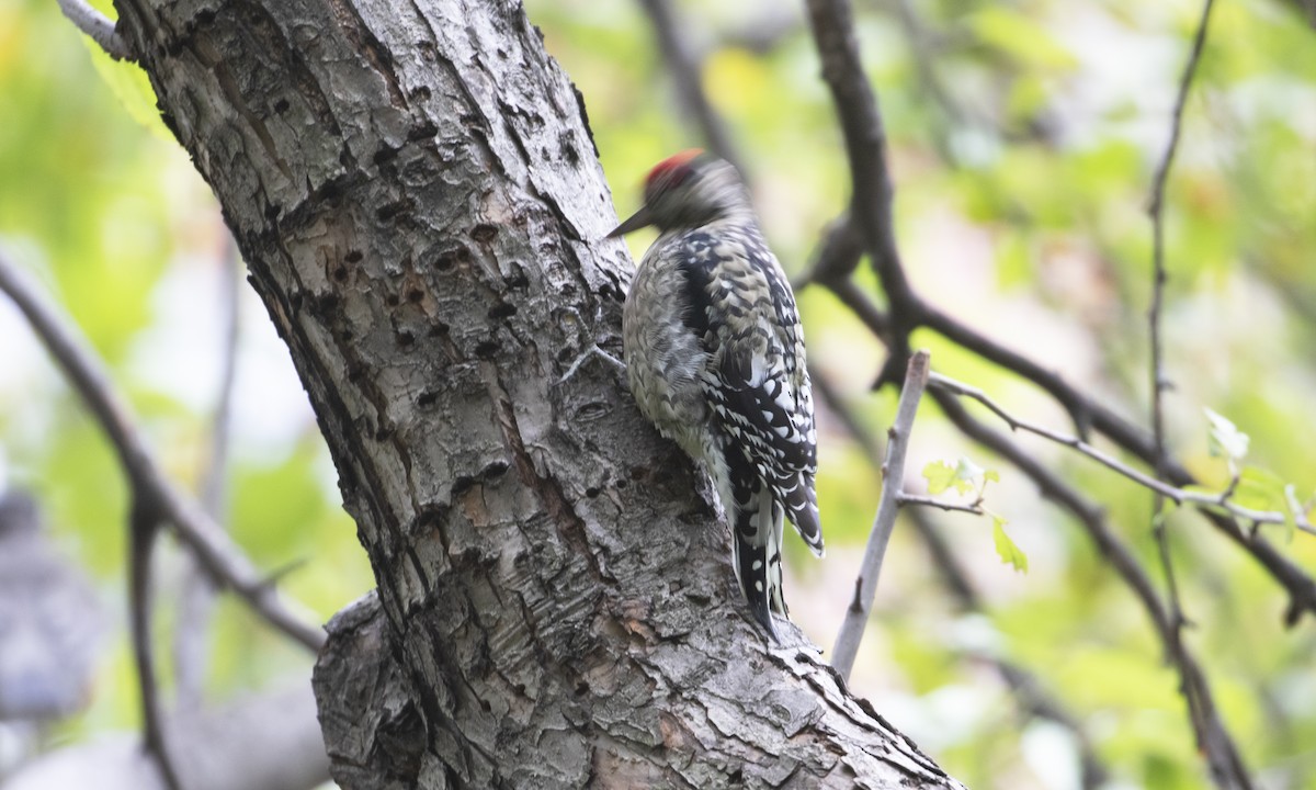 Yellow-bellied Sapsucker - ML643378588