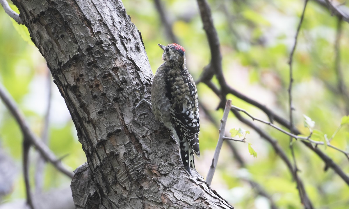 Yellow-bellied Sapsucker - ML643378589