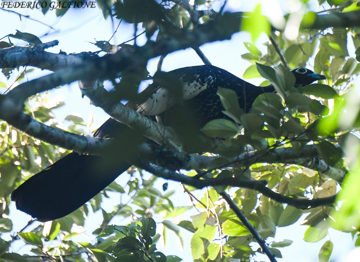 Black-fronted Piping-Guan - ML643378629