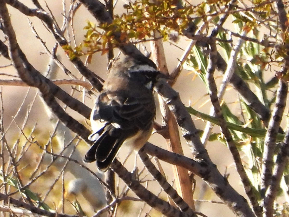 Black-throated Sparrow - ML643378630