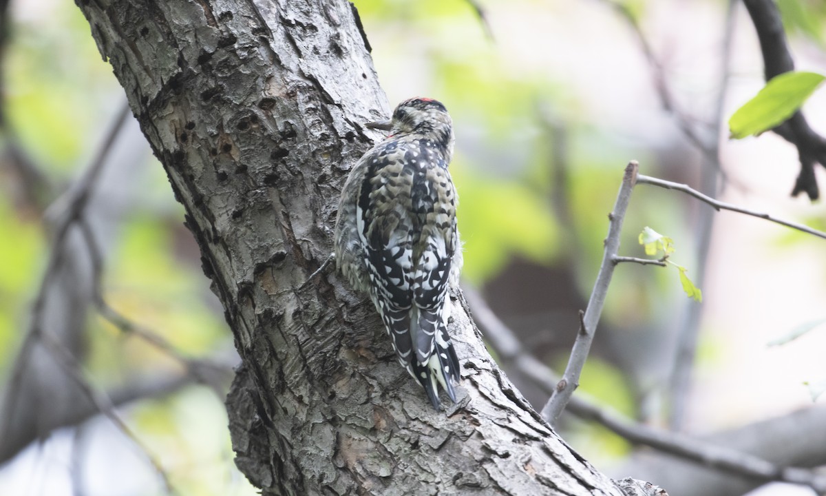 Yellow-bellied Sapsucker - ML643378633