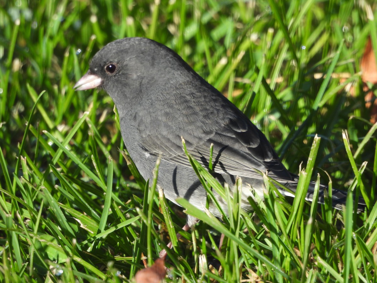 Dark-eyed Junco - ML643378634