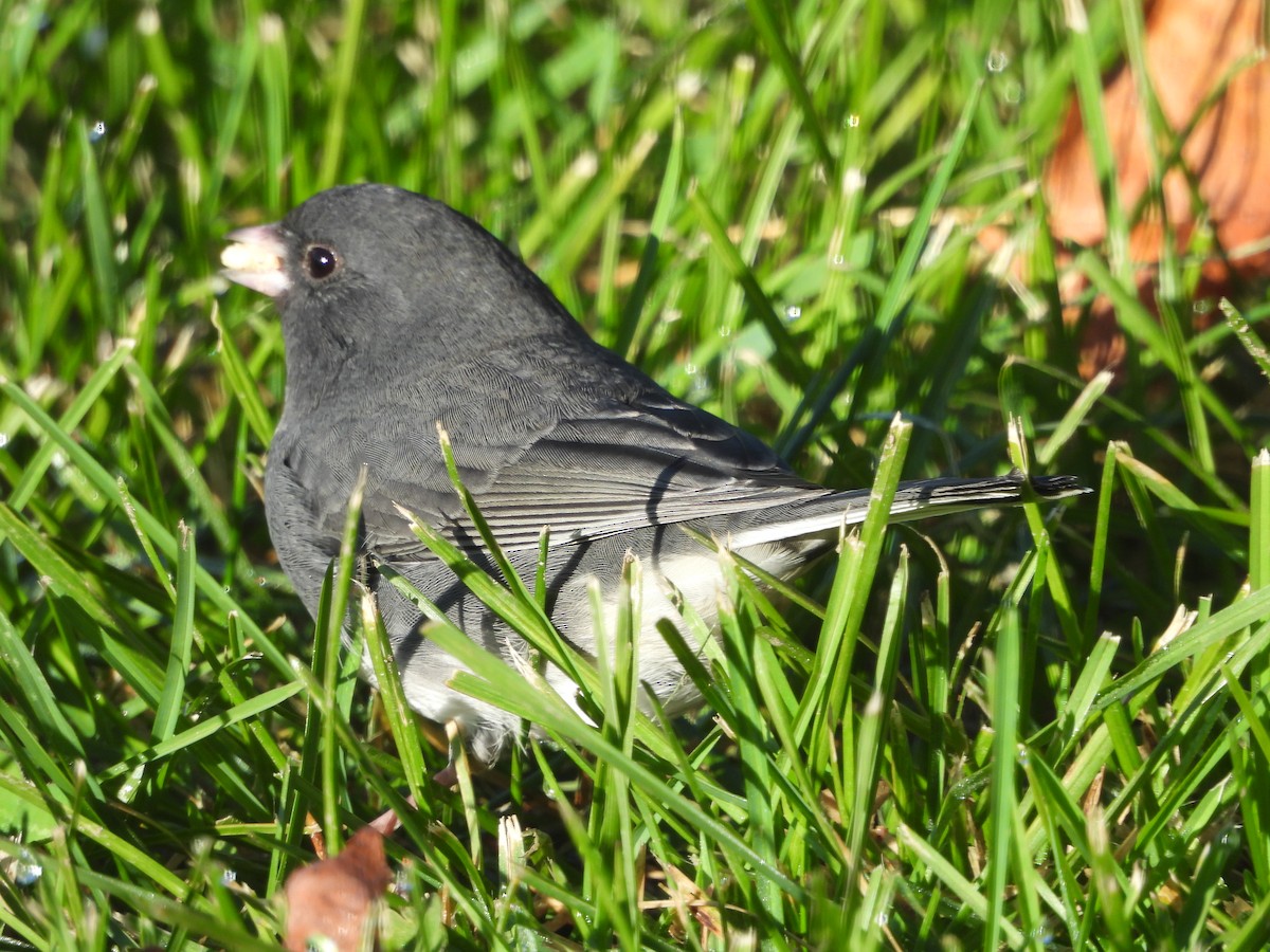 Dark-eyed Junco - ML643378635