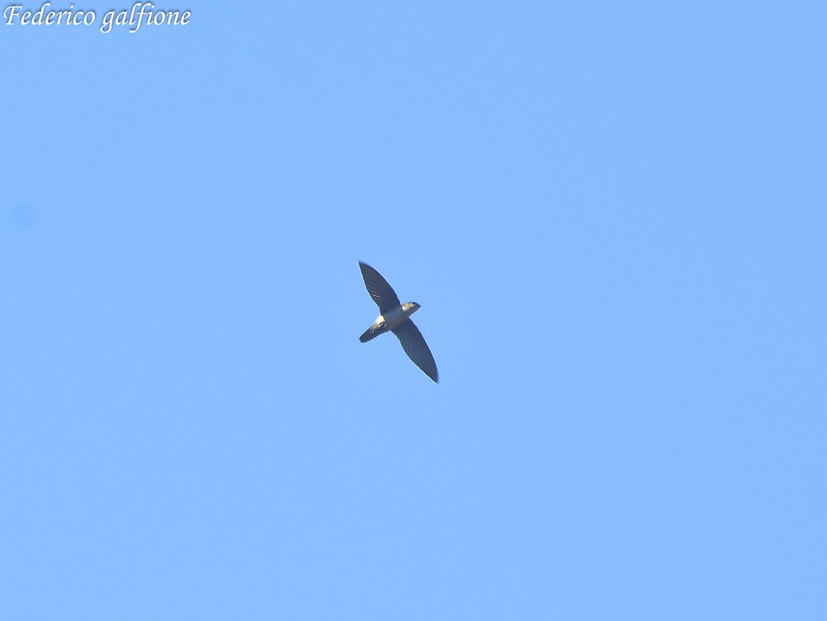 Gray-rumped Swift - ML643378639