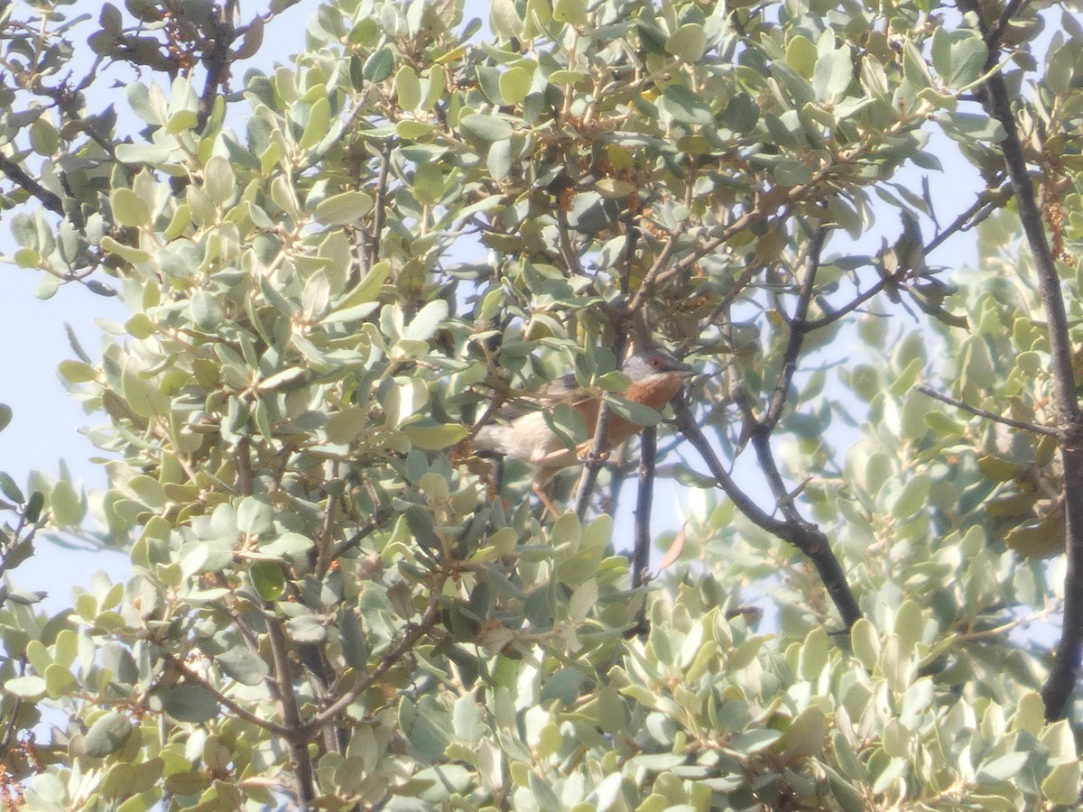 Western Subalpine Warbler - ML643378645