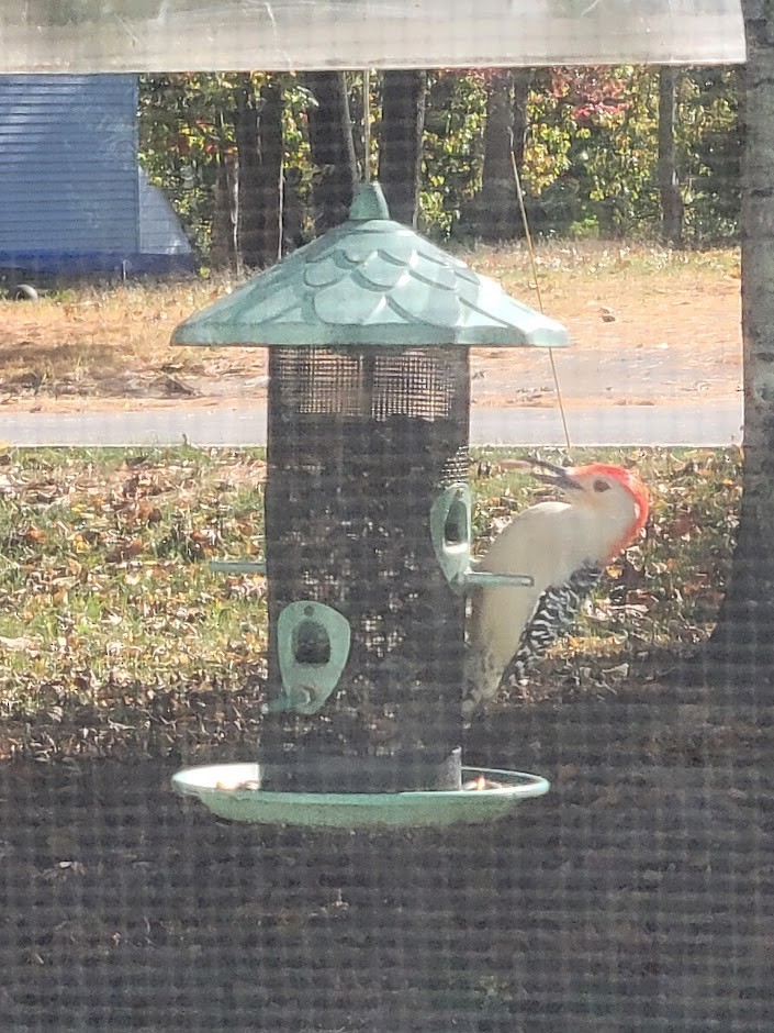 Red-bellied Woodpecker - ML643378671