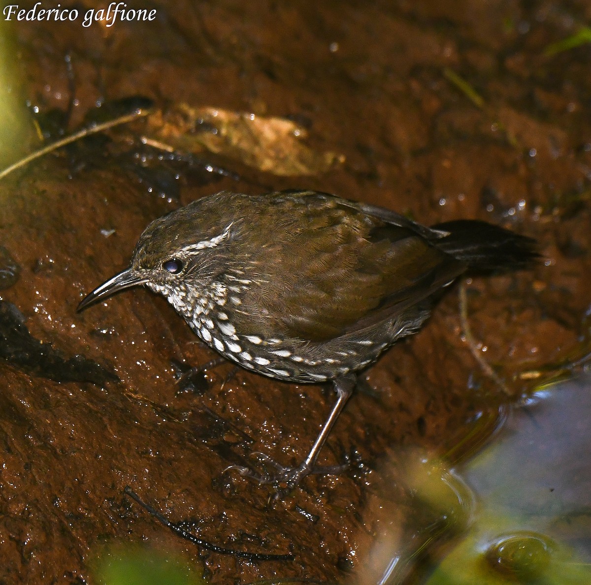 Sharp-tailed Streamcreeper - ML643378674
