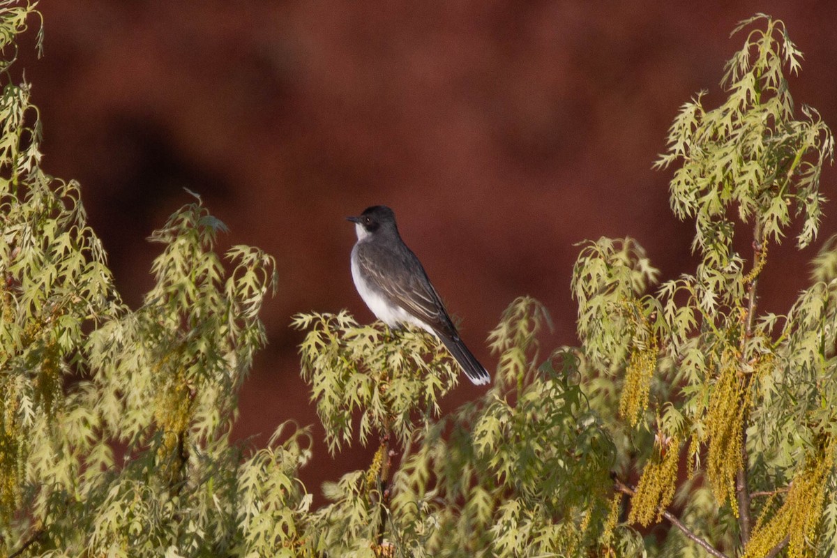Eastern Kingbird - ML643378679