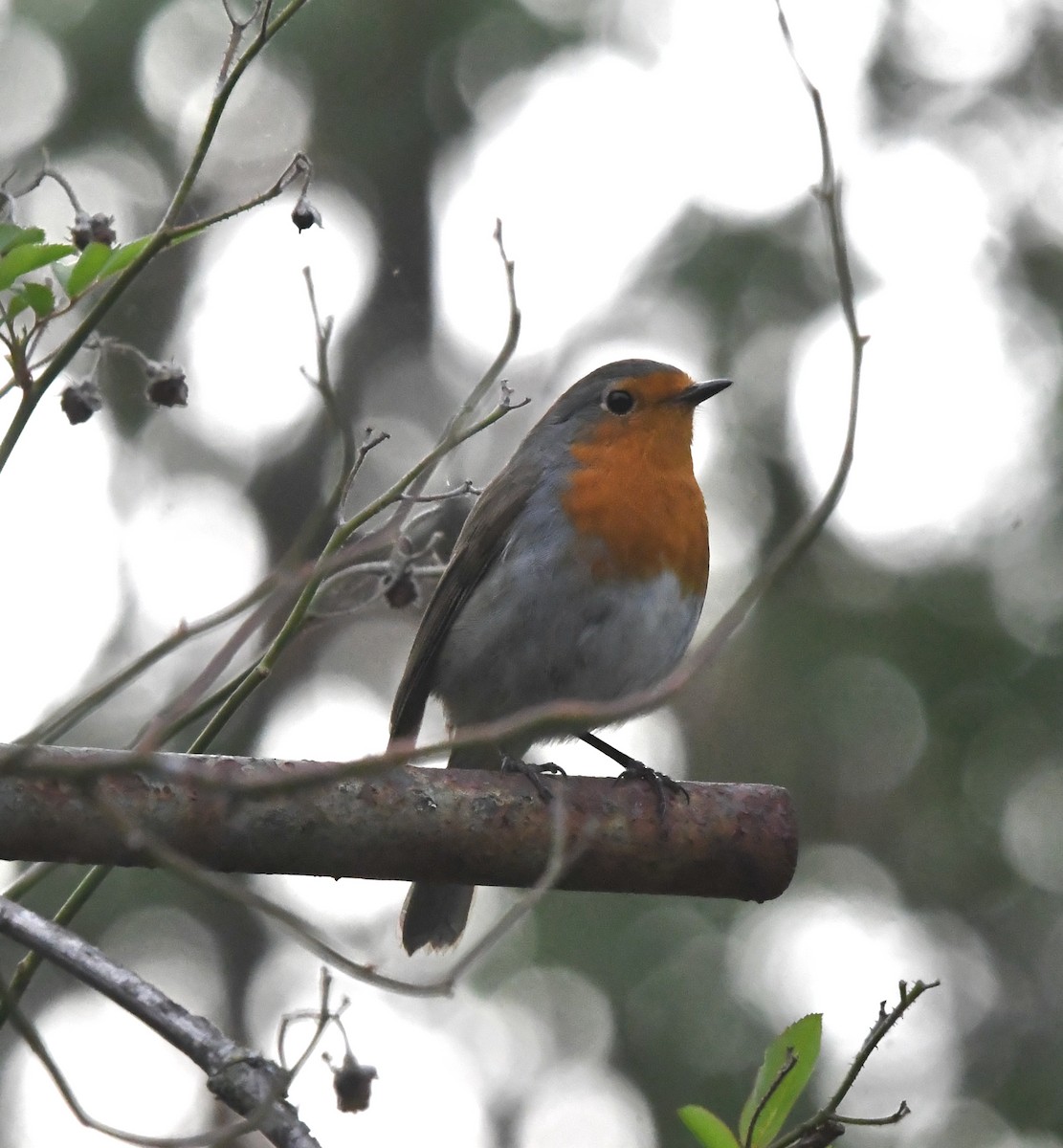 European Robin - ML643378689