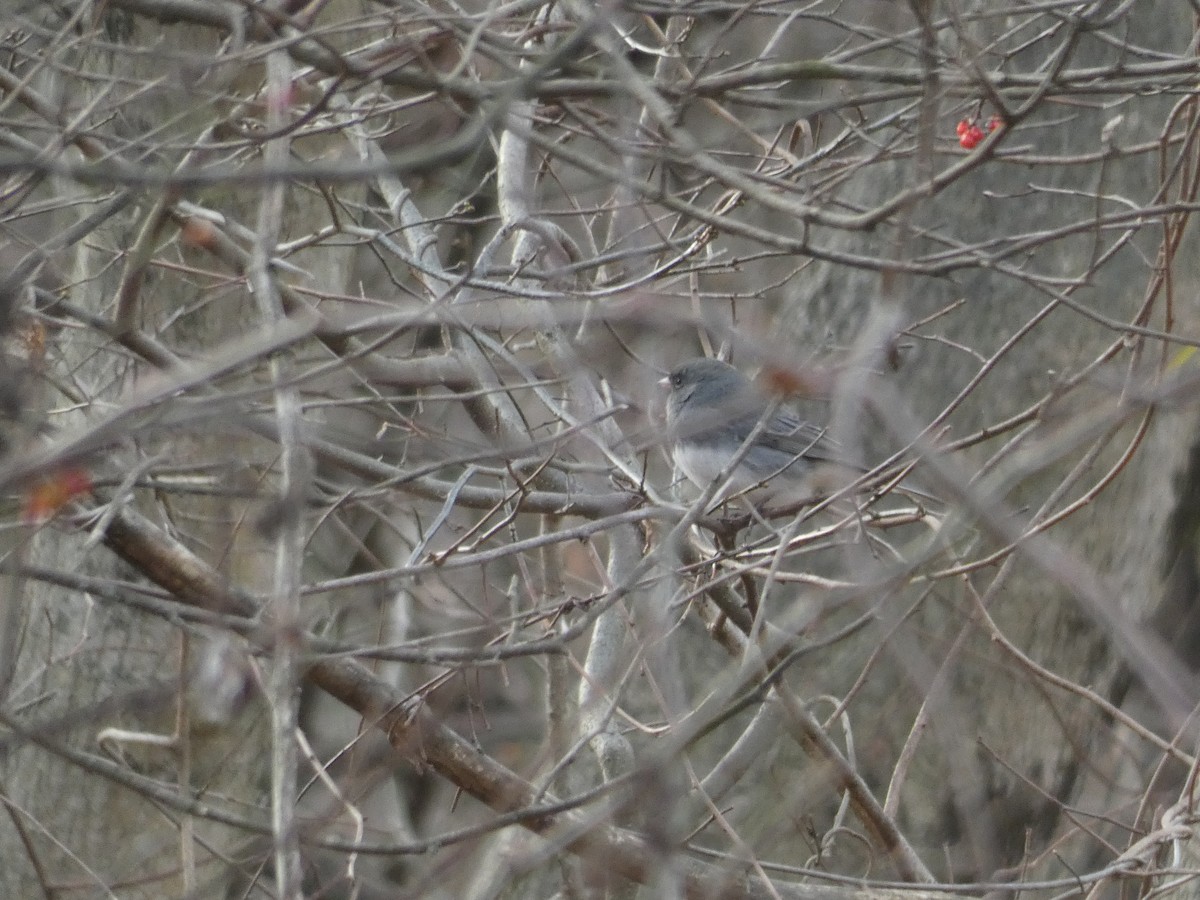 Dark-eyed Junco - ML643378704