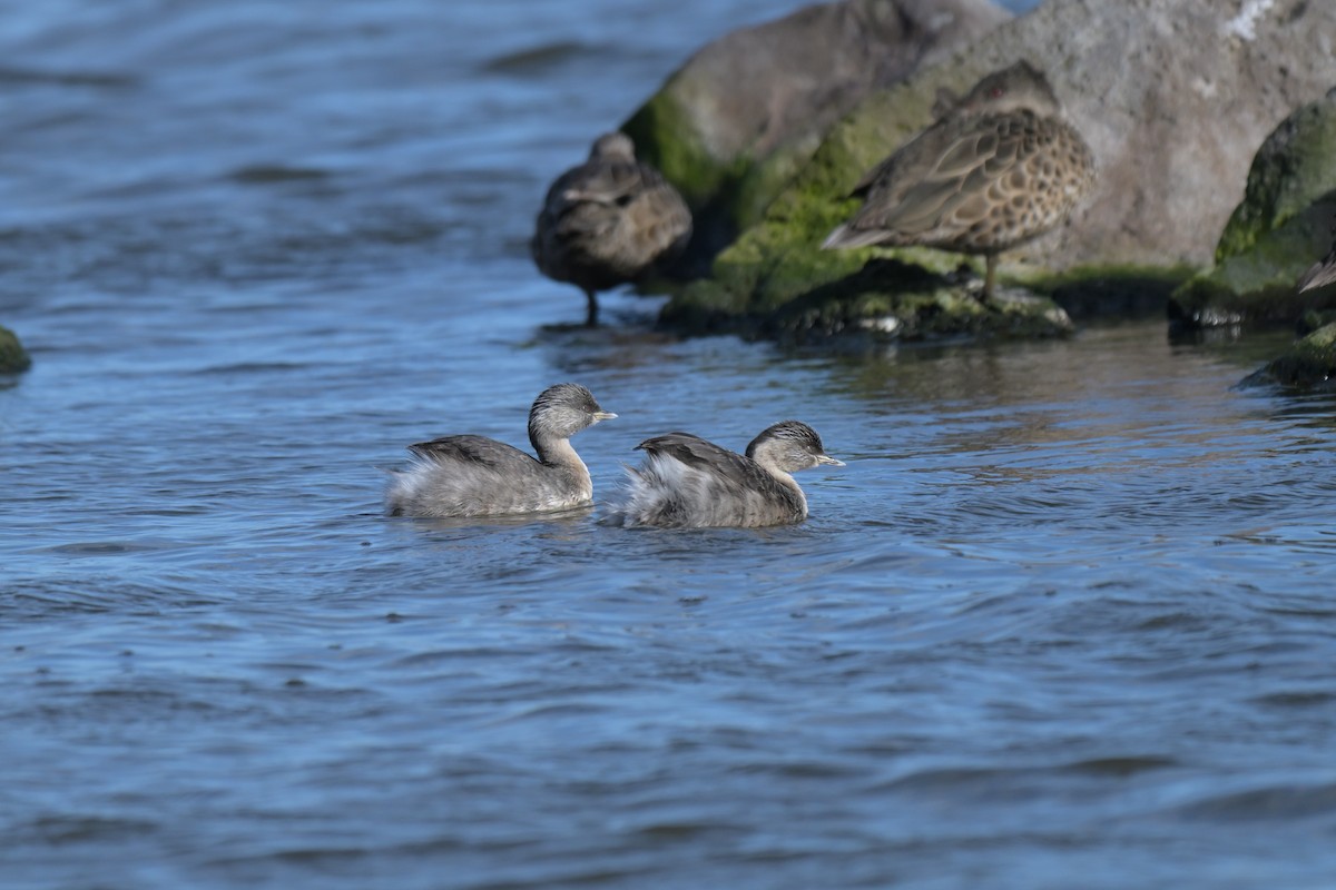 Hoary-headed Grebe - ML643378706