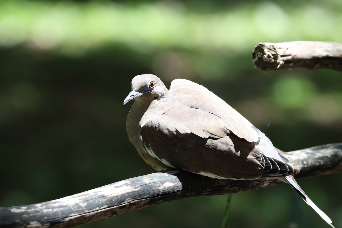 White-winged Dove - ML643378720