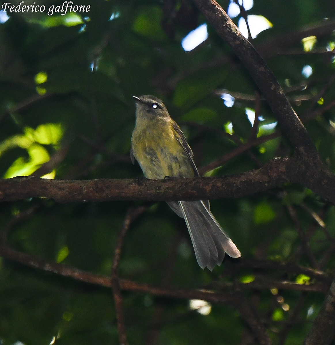 Greenish Tyrannulet - ML643378729