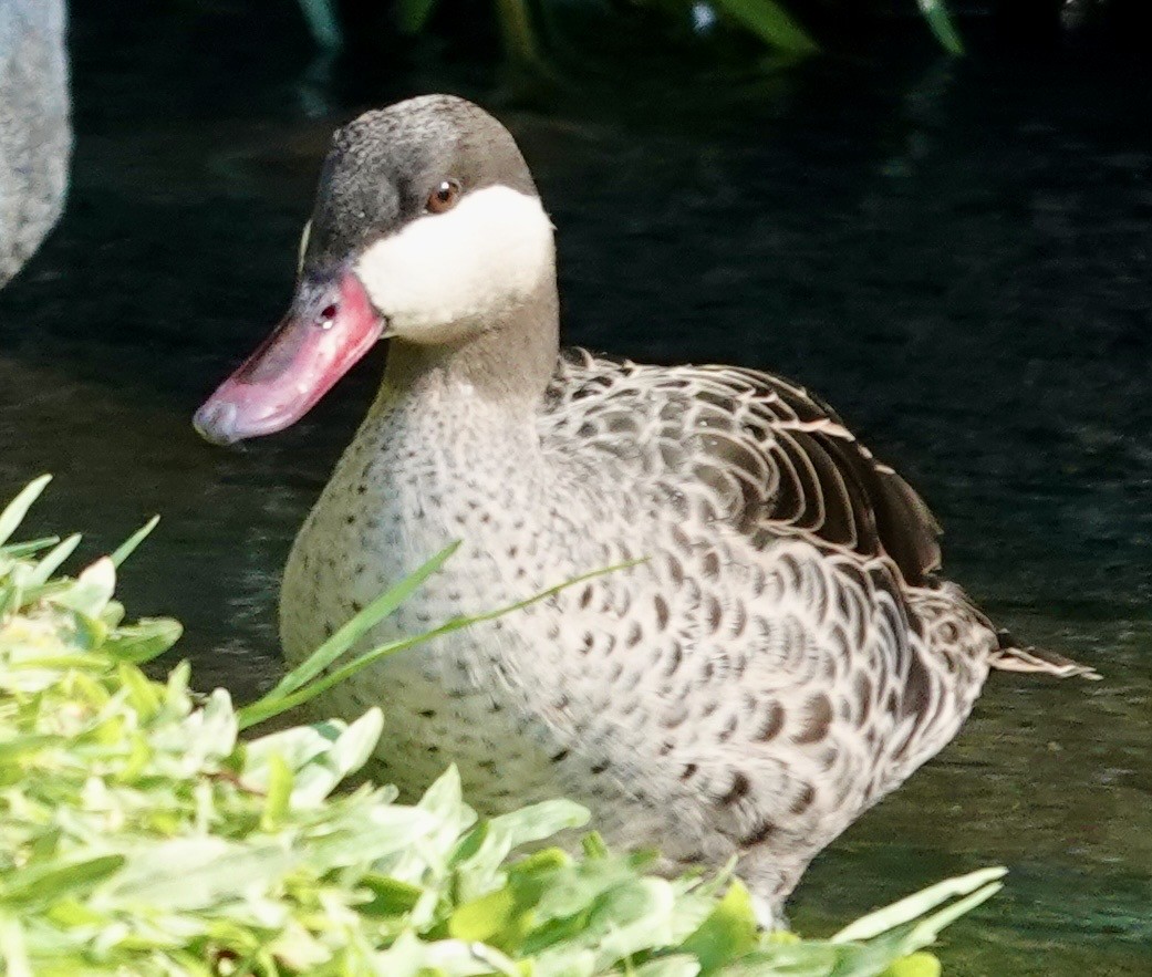 Red-billed Duck - ML643378748