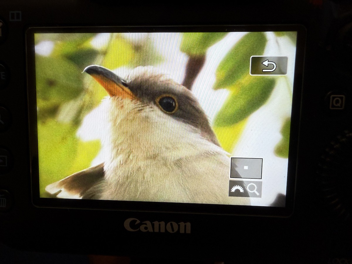 Yellow-billed Cuckoo - ML643378750