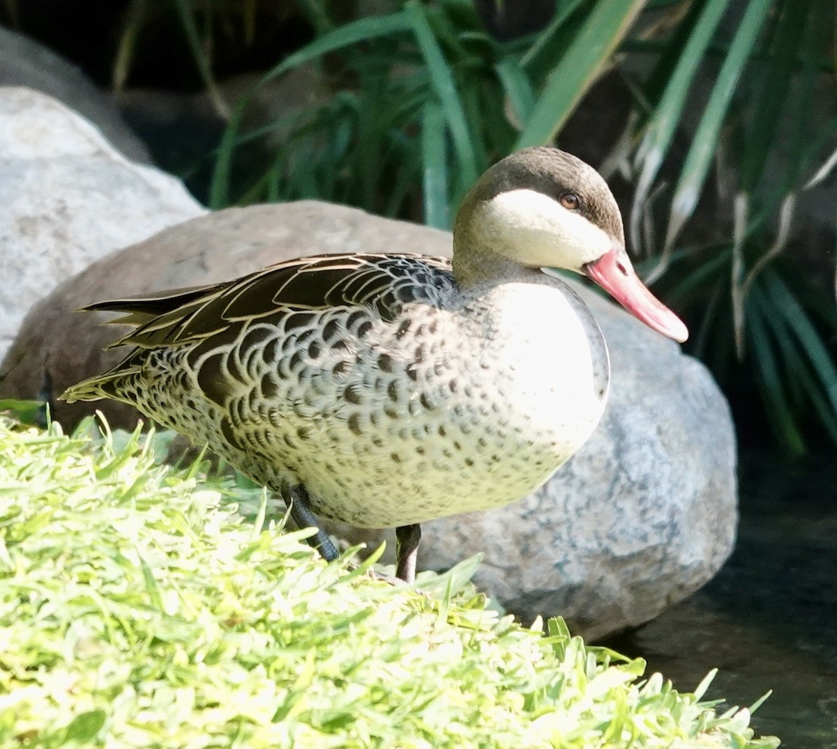 Red-billed Duck - ML643378752