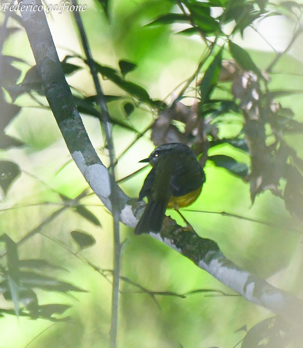 Riverbank Warbler - ML643378778