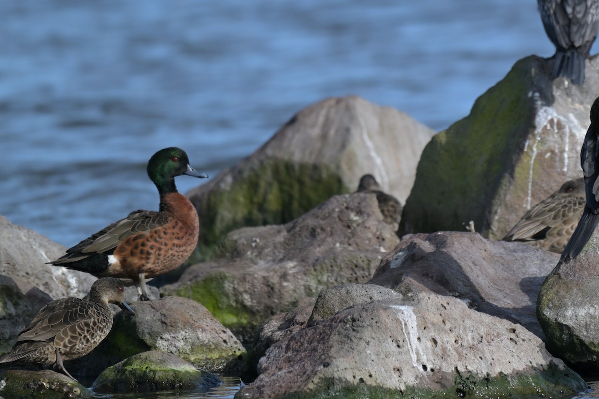 Chestnut Teal - ML643378804