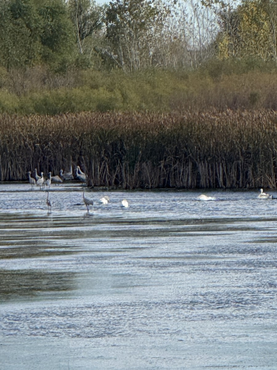 Trumpeter Swan - ML643378825