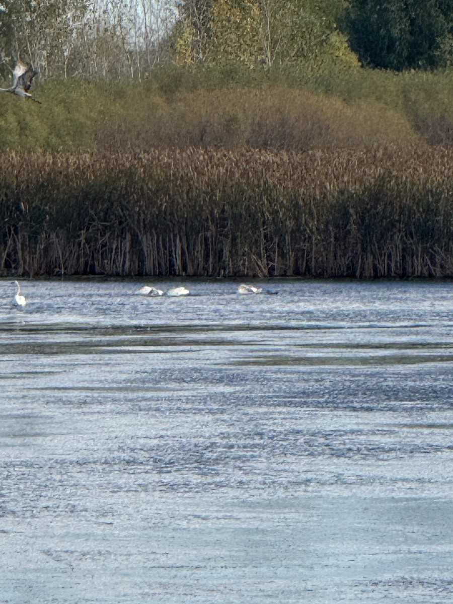 Trumpeter Swan - ML643378826