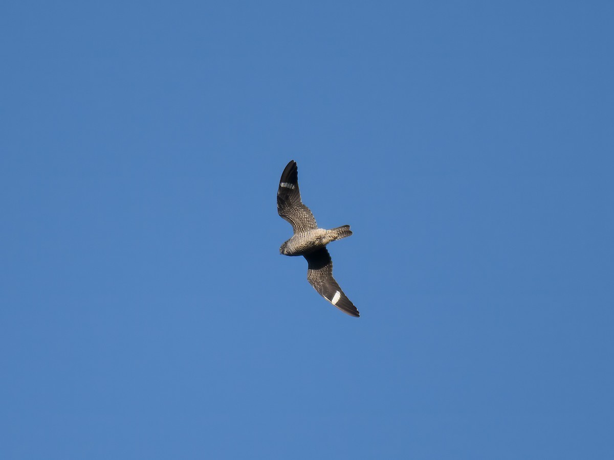 Common Nighthawk - ML643378840