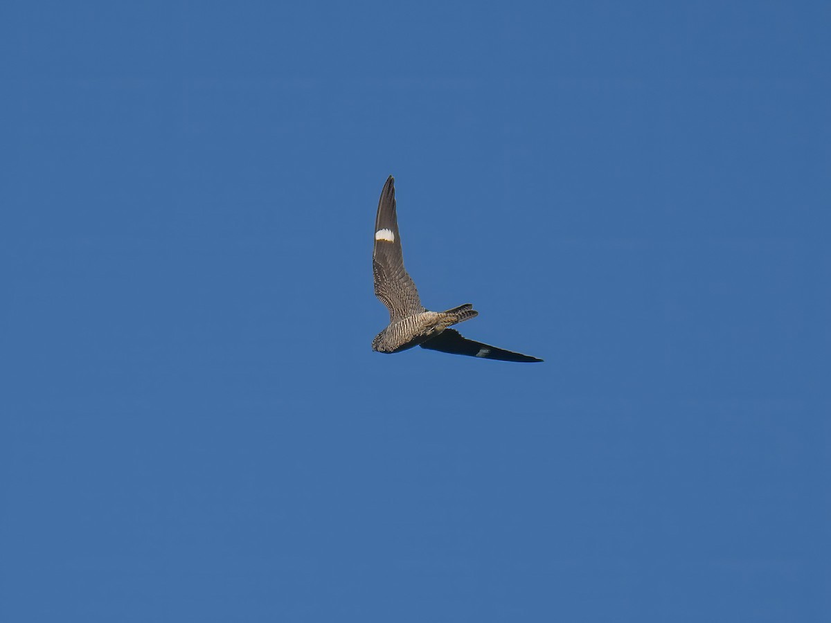 Common Nighthawk - ML643378841