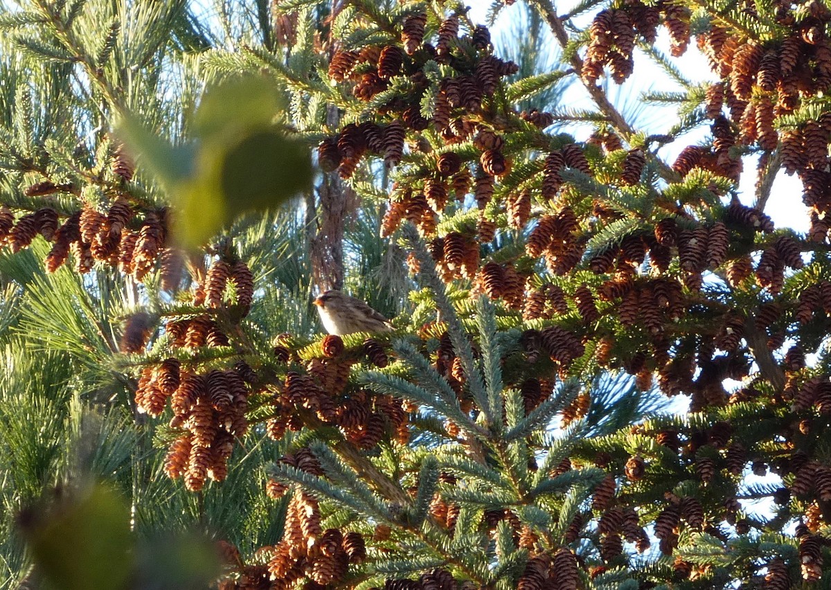 普通朱頂雀 - ML643378842