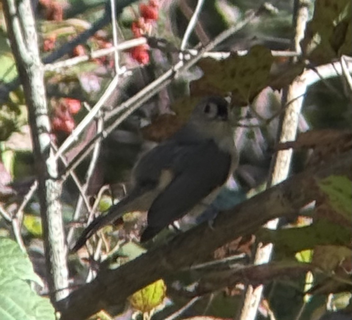 Tufted Titmouse - ML643378849
