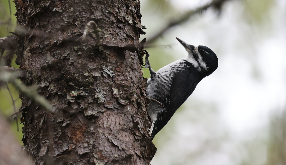 Black-backed Woodpecker - ML643378903