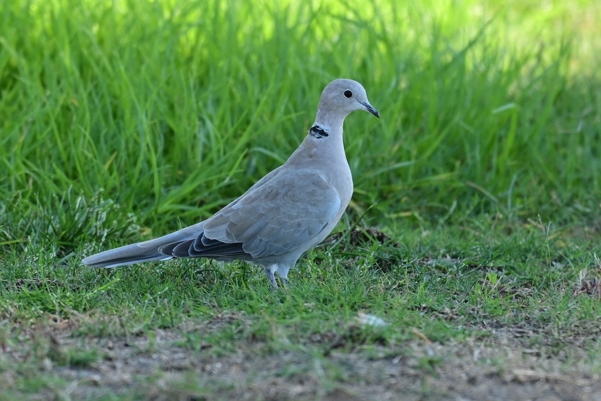 Буулгат хүүрзгэнэ - ML643378908