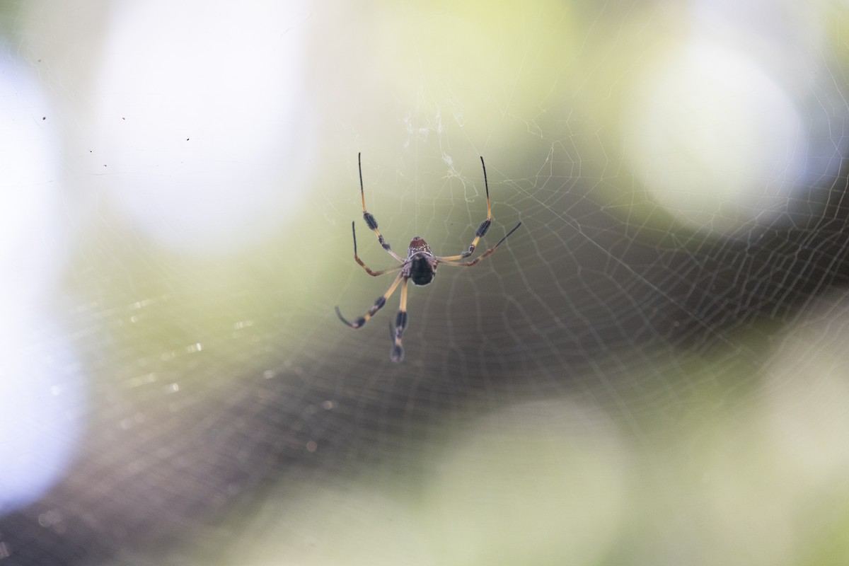 Golden Silk Spider - ML643378913