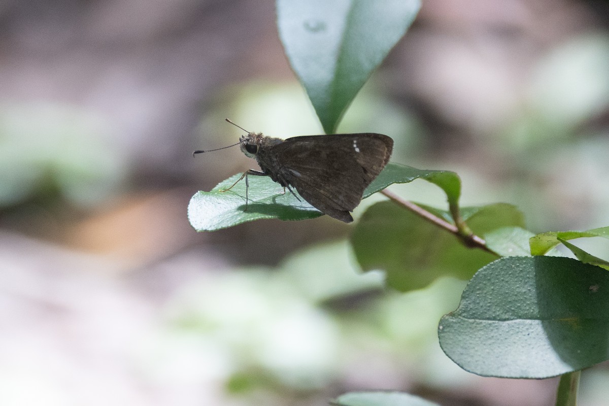 Clouded Skipper - ML643378914