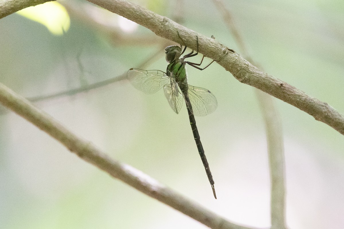 Phantom Darner - ML643378915